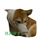 柴犬で日常会話（個別スタンプ：5）