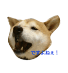 柴犬で日常会話（個別スタンプ：6）