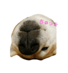 柴犬で日常会話（個別スタンプ：7）