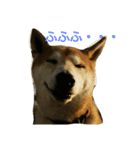 柴犬で日常会話（個別スタンプ：8）