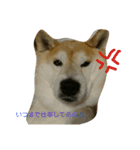 柴犬で日常会話（個別スタンプ：10）
