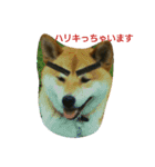 柴犬で日常会話（個別スタンプ：12）