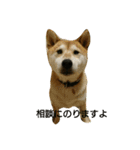 柴犬で日常会話（個別スタンプ：13）