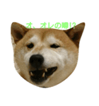 柴犬で日常会話（個別スタンプ：15）