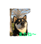 Friends of Max（個別スタンプ：4）