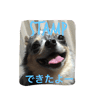 わんぱく！ぷちたろー2弾（個別スタンプ：3）