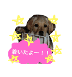 私の家族はラブラドール大好き（個別スタンプ：2）
