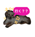 私の家族はラブラドール大好き（個別スタンプ：3）