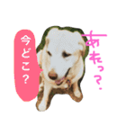 私の家族はラブラドール大好き（個別スタンプ：5）