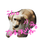 私の家族はラブラドール大好き（個別スタンプ：8）