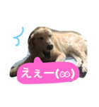 私の家族はラブラドール大好き（個別スタンプ：16）