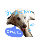 私の家族はラブラドール大好き（個別スタンプ：18）