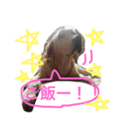 私の家族はラブラドール大好き（個別スタンプ：19）