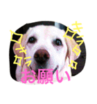 私の家族はラブラドール大好き（個別スタンプ：29）