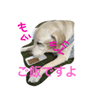 私の家族はラブラドール大好き（個別スタンプ：30）