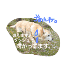 私の家族はラブラドール大好き（個別スタンプ：32）