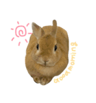 うさぎのラン（個別スタンプ：6）