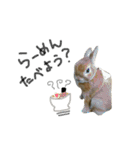 うさぎのラン（個別スタンプ：19）