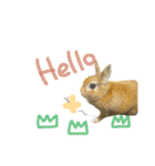 うさぎのラン（個別スタンプ：22）
