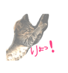 aduki2（個別スタンプ：1）
