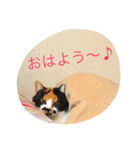 私はにゃんこ先生（個別スタンプ：1）