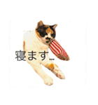 私はにゃんこ先生（個別スタンプ：3）