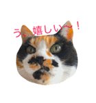 私はにゃんこ先生（個別スタンプ：8）