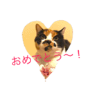 私はにゃんこ先生（個別スタンプ：9）