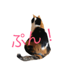 私はにゃんこ先生（個別スタンプ：10）