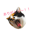 私はにゃんこ先生（個別スタンプ：11）