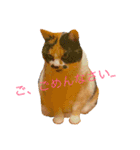 私はにゃんこ先生（個別スタンプ：12）