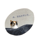 私はにゃんこ先生（個別スタンプ：13）