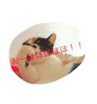 私はにゃんこ先生（個別スタンプ：17）