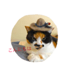 私はにゃんこ先生（個別スタンプ：22）