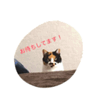 私はにゃんこ先生（個別スタンプ：23）