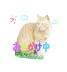 茶トラのどんちゃん（個別スタンプ：1）