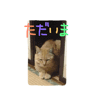 茶トラのどんちゃん（個別スタンプ：4）