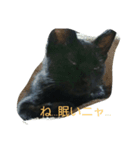 ヤマト(くろねこ)（個別スタンプ：2）