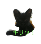 ヤマト(くろねこ)（個別スタンプ：5）