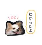 チワワ♡マロン（個別スタンプ：3）