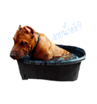 pit-ly（個別スタンプ：1）