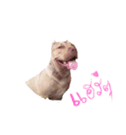 pit-ly（個別スタンプ：4）