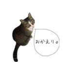 ねこがゆく。（個別スタンプ：1）