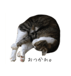 ねこがゆく。（個別スタンプ：2）