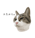 ねこがゆく。（個別スタンプ：4）