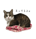 ねこがゆく。（個別スタンプ：6）