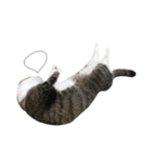 ねこがゆく。（個別スタンプ：12）