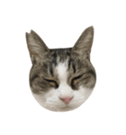 ねこがゆく。（個別スタンプ：13）