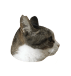 ねこがゆく。（個別スタンプ：14）