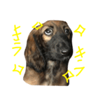 アフガンハウンドスタンプ（個別スタンプ：1）